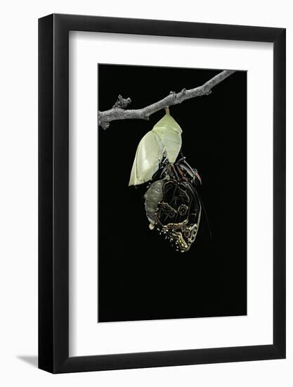 Morpho Peleides (Blue Morpho) - Emerging from Pupa-Paul Starosta-Framed Photographic Print