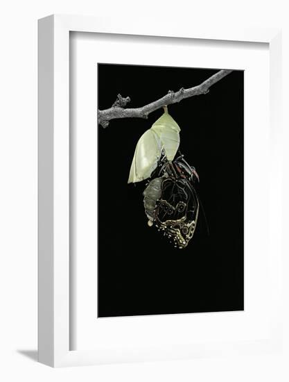 Morpho Peleides (Blue Morpho) - Emerging from Pupa-Paul Starosta-Framed Photographic Print