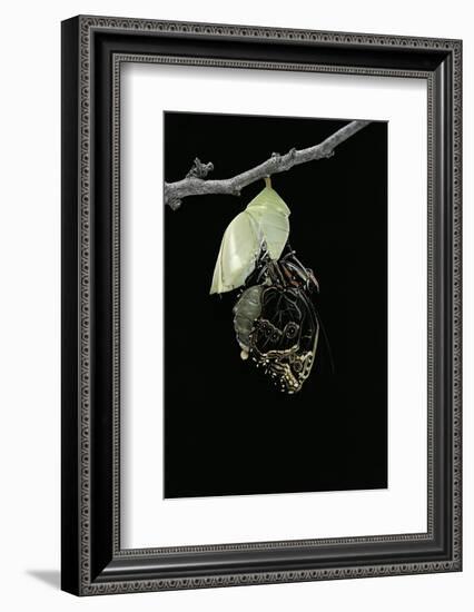 Morpho Peleides (Blue Morpho) - Emerging from Pupa-Paul Starosta-Framed Photographic Print