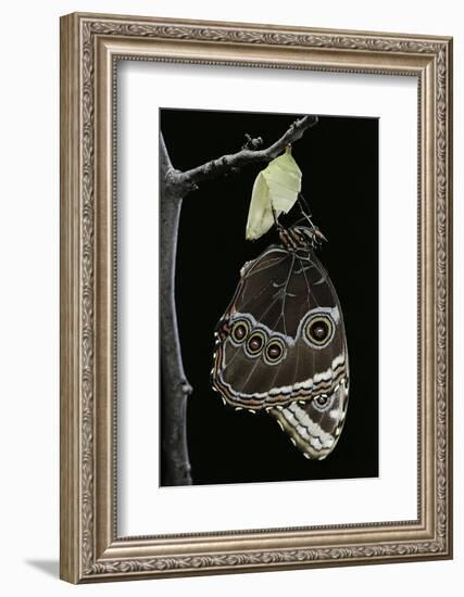 Morpho Peleides (Blue Morpho) - Emerging from Pupa-Paul Starosta-Framed Photographic Print