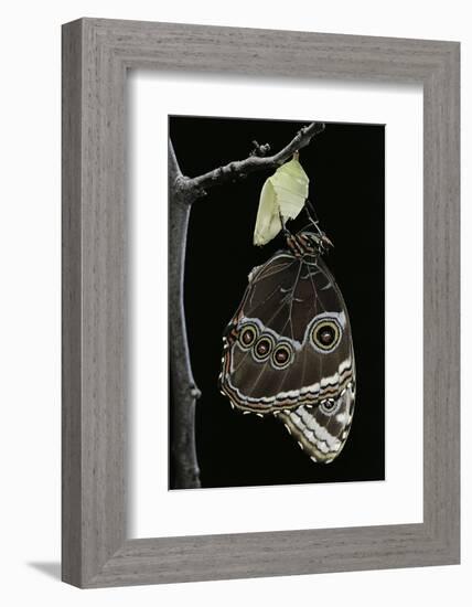 Morpho Peleides (Blue Morpho) - Emerging from Pupa-Paul Starosta-Framed Photographic Print