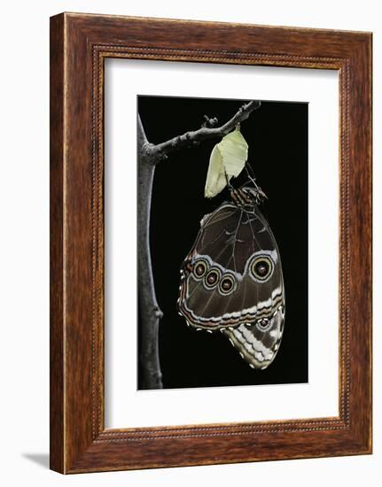 Morpho Peleides (Blue Morpho) - Emerging from Pupa-Paul Starosta-Framed Photographic Print