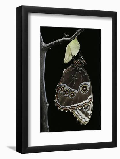 Morpho Peleides (Blue Morpho) - Emerging from Pupa-Paul Starosta-Framed Photographic Print