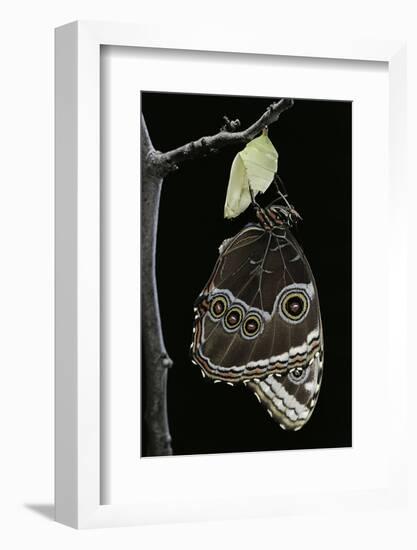 Morpho Peleides (Blue Morpho) - Emerging from Pupa-Paul Starosta-Framed Photographic Print