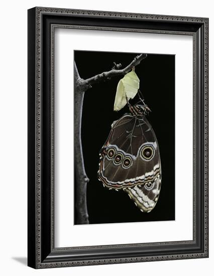 Morpho Peleides (Blue Morpho) - Emerging from Pupa-Paul Starosta-Framed Photographic Print