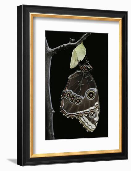 Morpho Peleides (Blue Morpho) - Emerging from Pupa-Paul Starosta-Framed Photographic Print