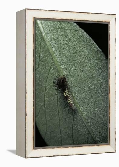 Morpho Peleides (Blue Morpho) - Newly Hatched Caterpillar-Paul Starosta-Framed Premier Image Canvas