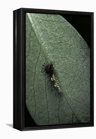 Morpho Peleides (Blue Morpho) - Newly Hatched Caterpillar-Paul Starosta-Framed Premier Image Canvas