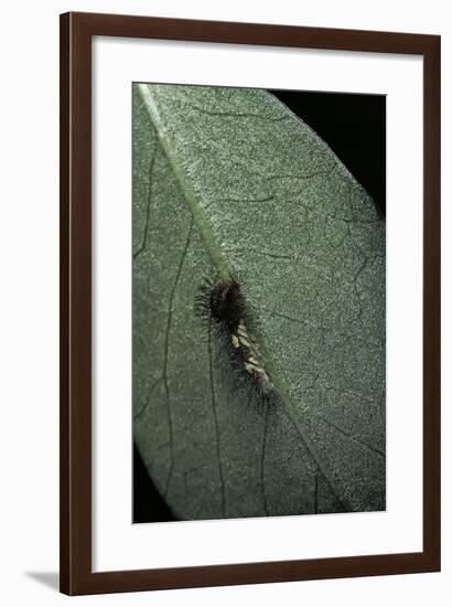 Morpho Peleides (Blue Morpho) - Newly Hatched Caterpillar-Paul Starosta-Framed Photographic Print