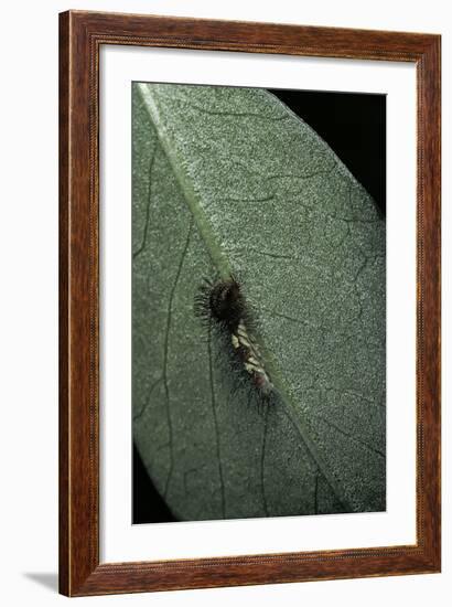 Morpho Peleides (Blue Morpho) - Newly Hatched Caterpillar-Paul Starosta-Framed Photographic Print