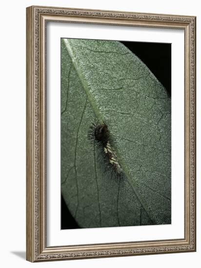 Morpho Peleides (Blue Morpho) - Newly Hatched Caterpillar-Paul Starosta-Framed Photographic Print