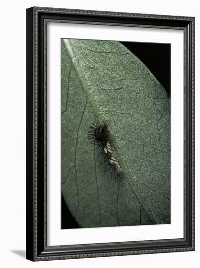 Morpho Peleides (Blue Morpho) - Newly Hatched Caterpillar-Paul Starosta-Framed Photographic Print