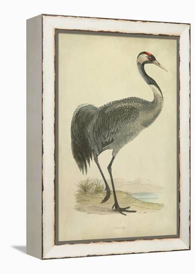 Morris Crane I-null-Framed Stretched Canvas