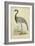 Morris Crane II-null-Framed Art Print