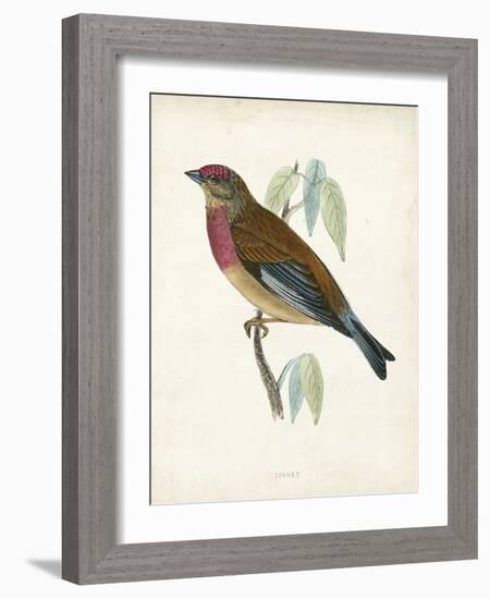 Morris Linnet-Reverend Francis O. Morris-Framed Art Print