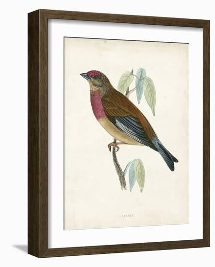 Morris Linnet-Reverend Francis O. Morris-Framed Art Print