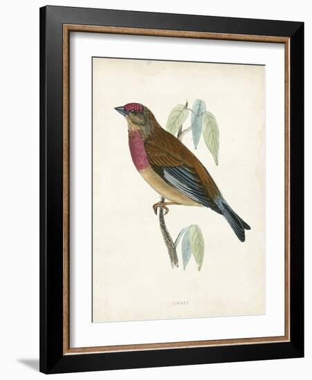 Morris Linnet-Reverend Francis O. Morris-Framed Art Print