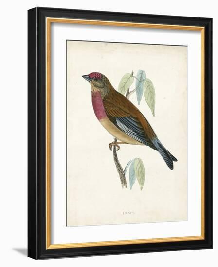 Morris Linnet-Reverend Francis O. Morris-Framed Art Print