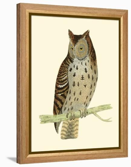 Morris Mottled Owl-Reverend Francis O. Morris-Framed Stretched Canvas