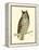 Morris Mottled Owl-Reverend Francis O. Morris-Framed Stretched Canvas