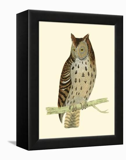 Morris Mottled Owl-Reverend Francis O. Morris-Framed Stretched Canvas