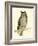 Morris Mottled Owl-Reverend Francis O. Morris-Framed Art Print