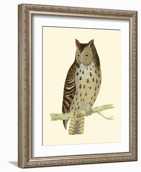 Morris Mottled Owl-Reverend Francis O. Morris-Framed Art Print