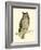 Morris Mottled Owl-Reverend Francis O. Morris-Framed Art Print