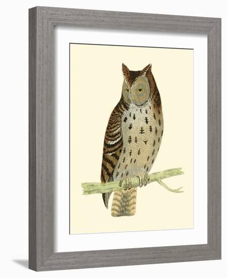Morris Mottled Owl-Reverend Francis O. Morris-Framed Art Print