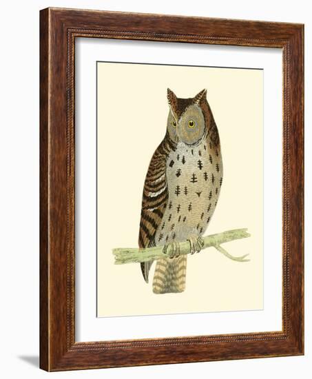 Morris Mottled Owl-Reverend Francis O. Morris-Framed Art Print