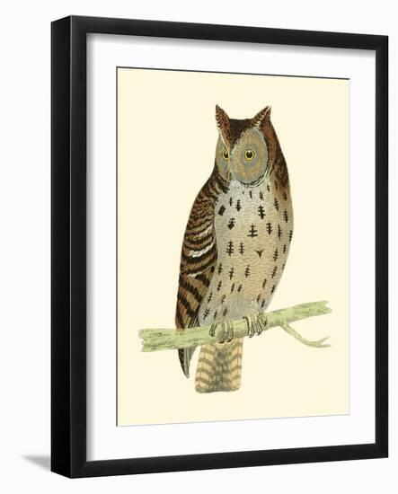 Morris Mottled Owl-Reverend Francis O. Morris-Framed Art Print