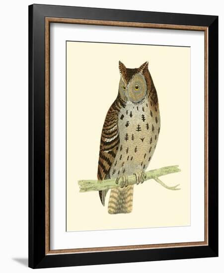 Morris Mottled Owl-Reverend Francis O. Morris-Framed Art Print