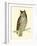 Morris Mottled Owl-Reverend Francis O. Morris-Framed Art Print