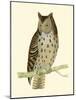 Morris Mottled Owl-Reverend Francis O. Morris-Mounted Art Print