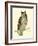 Morris Mottled Owl-Reverend Francis O. Morris-Framed Art Print