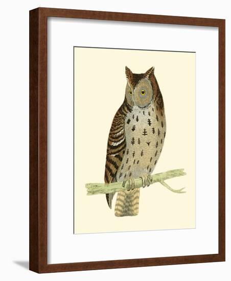 Morris Mottled Owl-Reverend Francis O. Morris-Framed Art Print