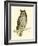 Morris Mottled Owl-Reverend Francis O. Morris-Framed Art Print