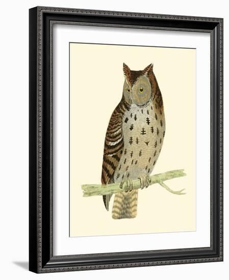 Morris Mottled Owl-Reverend Francis O. Morris-Framed Art Print