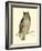 Morris Mottled Owl-Reverend Francis O. Morris-Framed Art Print