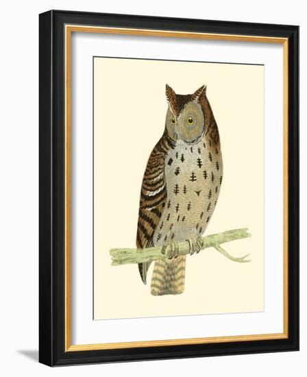 Morris Mottled Owl-Reverend Francis O. Morris-Framed Art Print