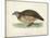 Morris Pheasants III-null-Mounted Art Print