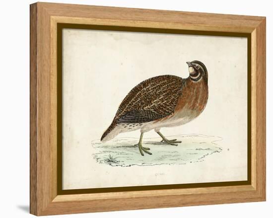 Morris Pheasants IV-null-Framed Stretched Canvas