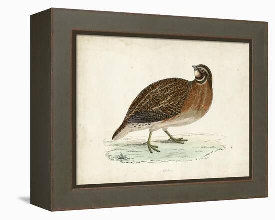 Morris Pheasants IV-null-Framed Stretched Canvas