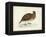 Morris Pheasants IV-null-Framed Stretched Canvas