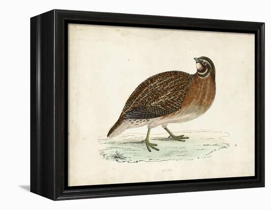 Morris Pheasants IV-null-Framed Stretched Canvas