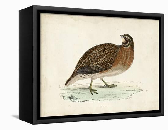 Morris Pheasants IV-null-Framed Stretched Canvas