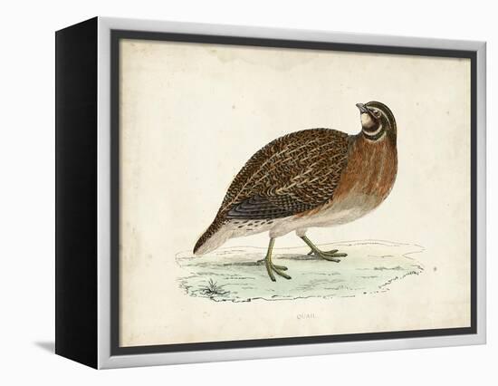 Morris Pheasants IV-null-Framed Stretched Canvas