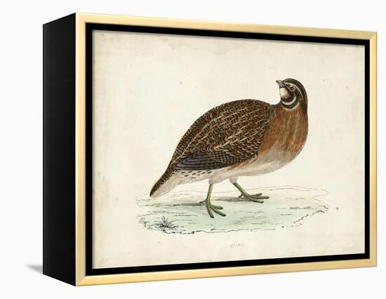 Morris Pheasants IV-null-Framed Stretched Canvas