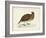 Morris Pheasants IV-null-Framed Art Print