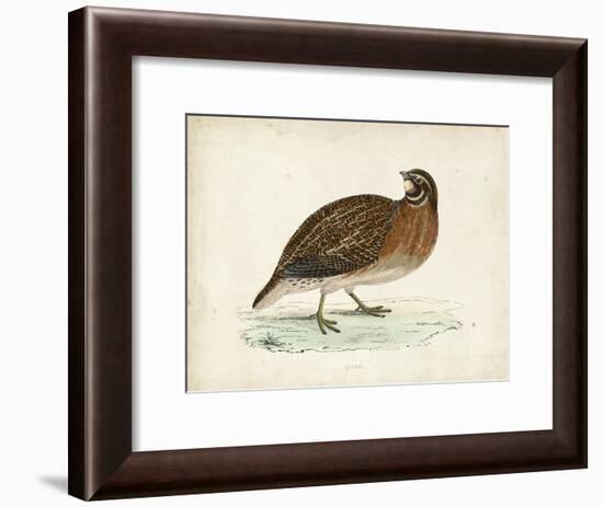 Morris Pheasants IV-null-Framed Art Print